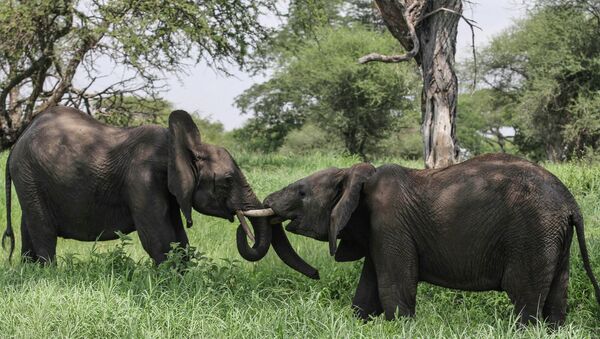 Elefantes africanos no Parque Nacional de Tarangire, norte da Tanzânia - Sputnik Brasil