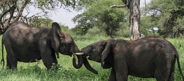 Elefantes africanos no Parque Nacional de Tarangire, norte da Tanzânia - Sputnik Brasil