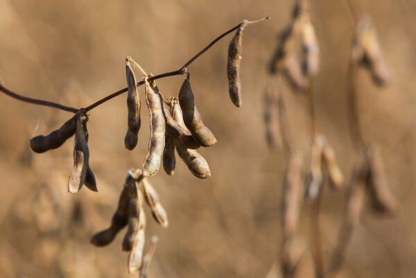 Cientistas brasileiros desenvolvem sementes de soja para o combate à AIDS - Sputnik Brasil