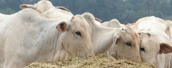 Pecuária brasileira. - Sputnik Brasil