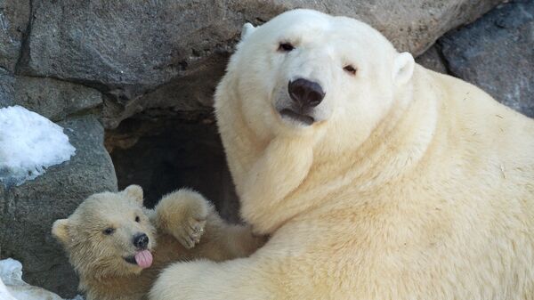 Urso polar recém-nascido no jardim zoológico de Moscou em 10 de novembro de 2014 - Sputnik Brasil