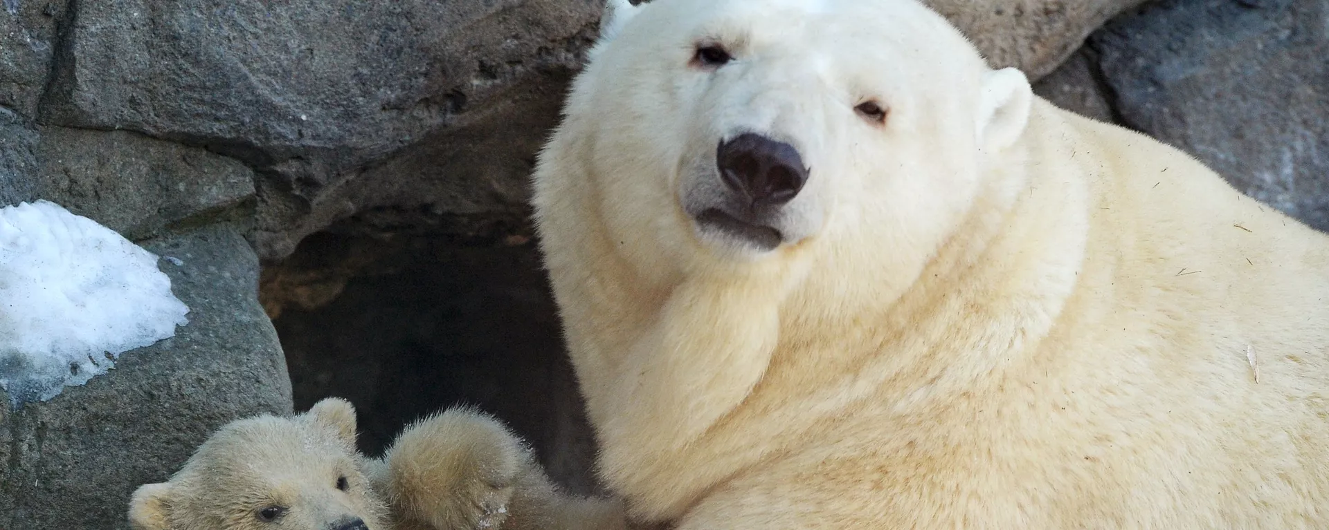 Urso polar recém-nascido no jardim zoológico de Moscou em 10 de novembro de 2014 - Sputnik Brasil, 1920, 15.02.2025