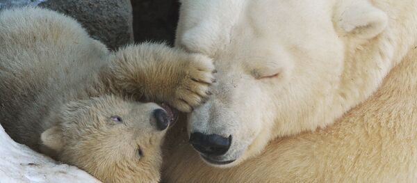 Ursos polares no Zoológico de Moscou: primeiros passos com a mãe - Sputnik Brasil