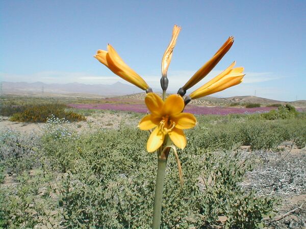 Deserto de Atacama, Chile - Sputnik Brasil