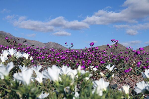 As flores florescem na região de Huasco no deserto de Atacama, cerca de 600 quilômetros ao norte de Santiago - Sputnik Brasil