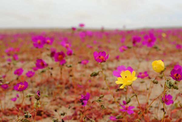 O deserto de Atacama, Chile - Sputnik Brasil