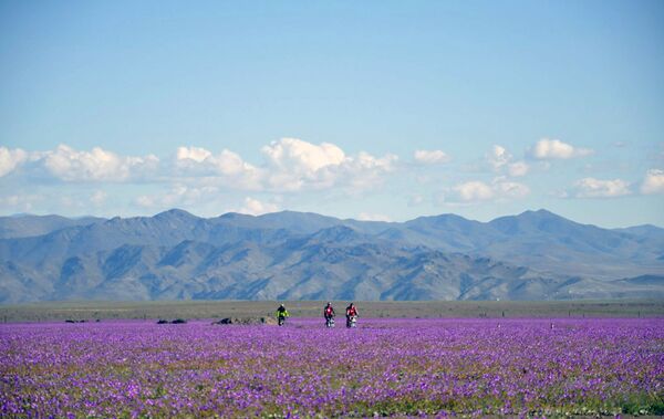 As flores florescem na região de Huasco no deserto de Atacama, cerca de 600 quilômetros ao norte de Santiago - Sputnik Brasil