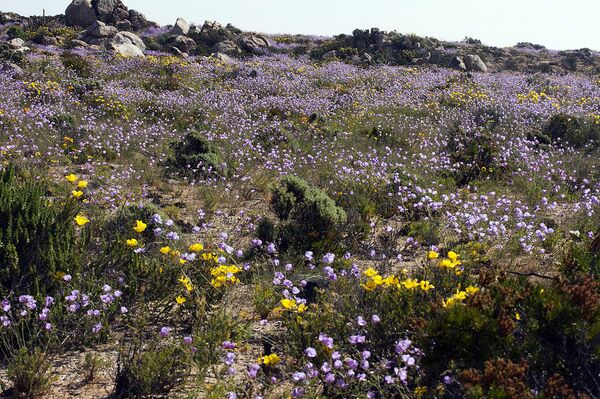 Deserto de Atacama, Chile - Sputnik Brasil