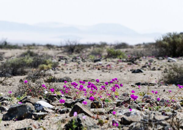 Deserto de Atacama, Chile - Sputnik Brasil