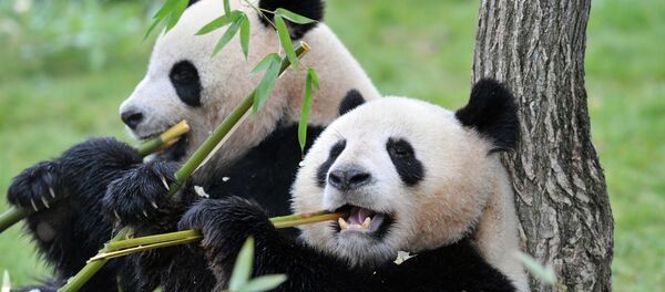 Pandas-gigantes - Sputnik Brasil