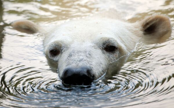 Urso polar no zoológico de Berlim (Alemanha) - Sputnik Brasil