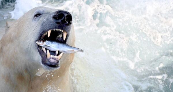 Urso polar se deliciando com peixe no zoológico de Hanover (Alemanha) - Sputnik Brasil