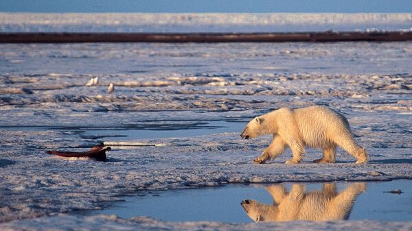 Urso polar no Ártico (imagem de arquivo) - Sputnik Brasil