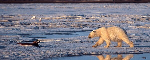 Urso polar no Ártico Urso polar no Ártico - Sputnik Brasil