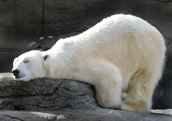 Urso polar no zoológico de Cleveland (EUA) - Sputnik Brasil