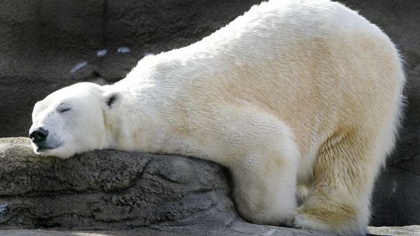 Urso polar no zoológico de Cleveland (EUA) Urso polar no zoológico de Cleveland (EUA) - Sputnik Brasil