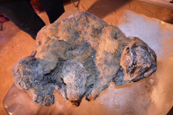 Filhotes congelados de leão-das-cavernas encontrados na Rússia - Sputnik Brasil