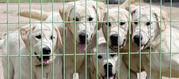 Cães clonados na Coreia do Sul. Cães clonados na Coreia do Sul. - Sputnik Brasil