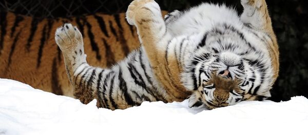 Tigre de Amur - Sputnik Brasil