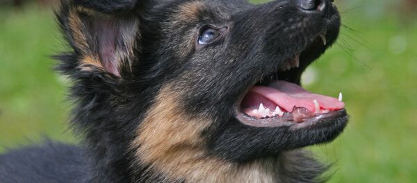 Cão pastor - Sputnik Brasil