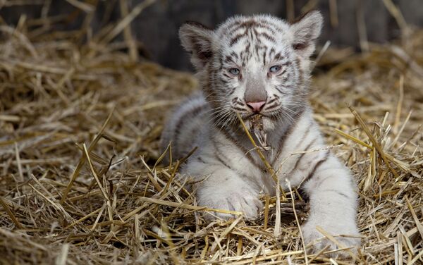 Tigre de bengala num jardim zoológico em Argentina. 21 de março, 2013 - Sputnik Brasil