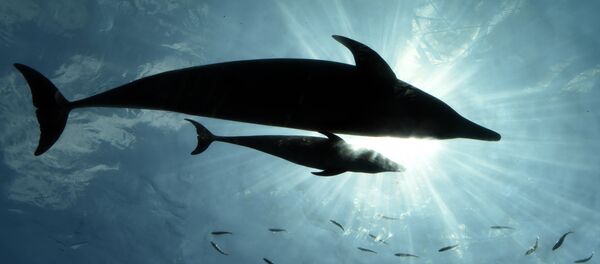 Golfinhos - Sputnik Brasil