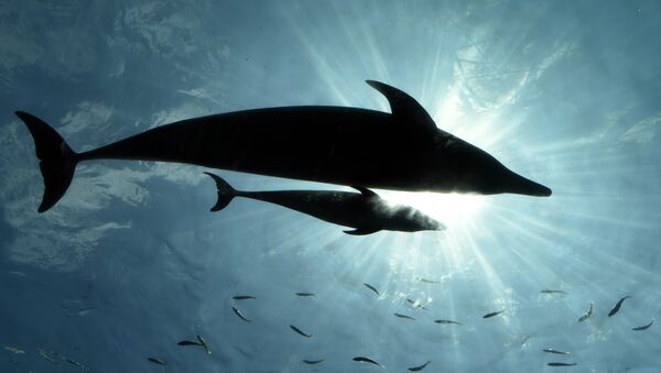 Golfinhos (foto de arquivo) - Sputnik Brasil