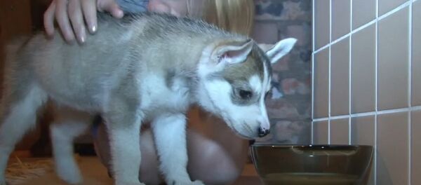 Russia: 12-year-old girl receives Husky from Putin for New Year Russia: 12-year-old girl receives Husky from Putin for New Year - Sputnik Brasil