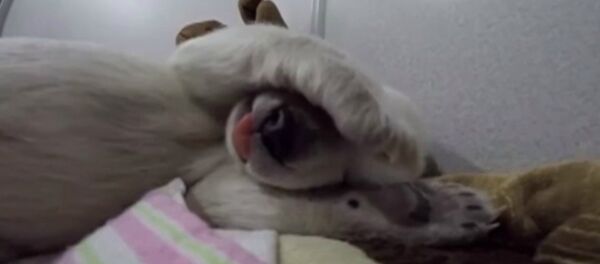 Um ursinho fofo vê sonhos Um ursinho fofo vê sonhos - Sputnik Brasil