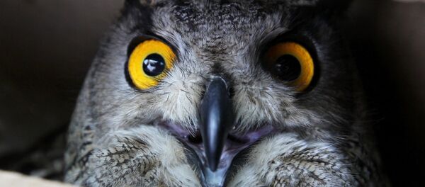 An eagle-owl celebrates Bird Day at the Sad Gorod (Garden City) private zoo in Vladivostok - Sputnik Brasil