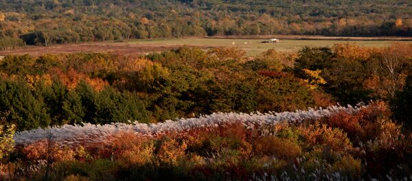 Outono na região russa de Primorie Outono na região russa de Primorie - Sputnik Brasil
