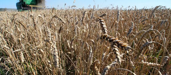 Trigo na região de Kaliningrado - Sputnik Brasil