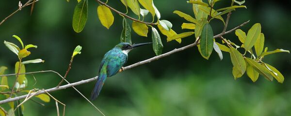 Imagem do Catálogo Taxonômico da Fauna Brasileira - Sputnik Brasil