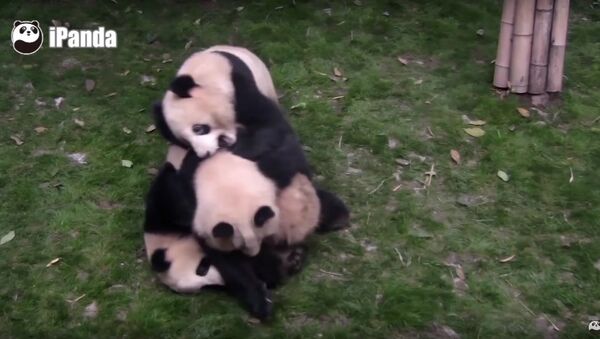 A Panda Tries To Stop Two Pandas From Fighting, But... - Sputnik Brasil