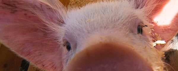 Porco - Sputnik Brasil