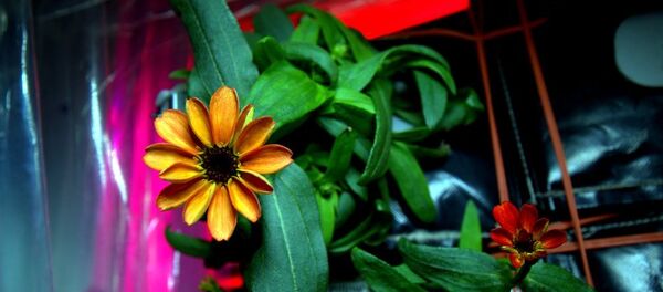 Flor de zinnia que está florescendo na Estação Espacial Internacional - Sputnik Brasil