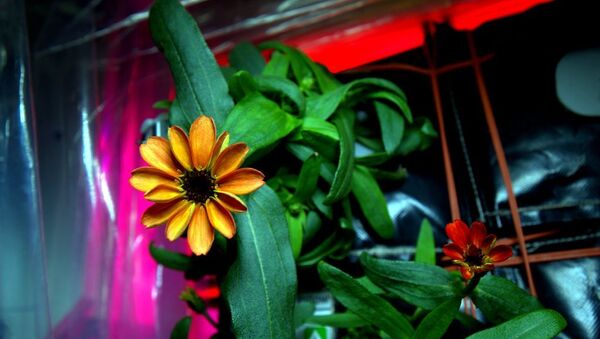 Flor de zinnia que está florescendo na Estação Espacial Internacional - Sputnik Brasil