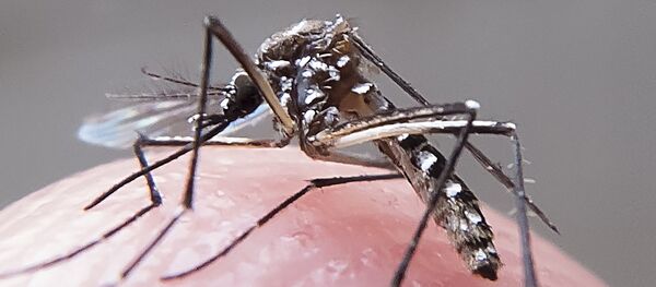 Mosquito aedes-aegypti - Sputnik Brasil