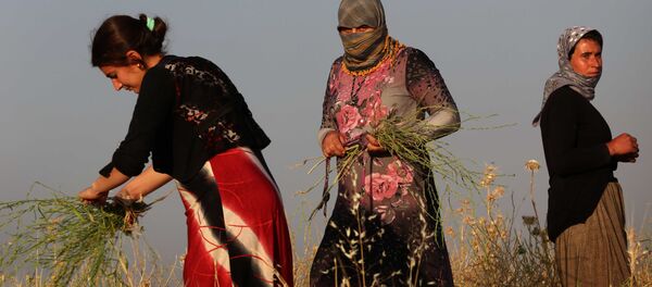 Mulheres da comunidade dos yazidis, que fugiram da violência do Daesh, fazem a colheita de plantas no norte do Iraque, Sinjar, 20 de maio de 2015 - Sputnik Brasil