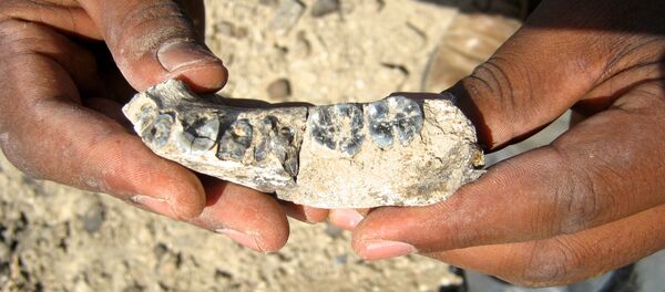 Pedaço de osso maxilar descoberto na Etiópia é o mais antigo fóssil conhecido do gênero Homo - Sputnik Brasil