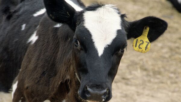 Boi - Sputnik Brasil