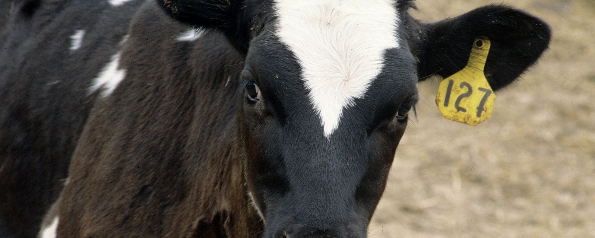 Boi - Sputnik Brasil, 1920, 10.10.2025