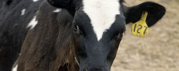 Boi - Sputnik Brasil