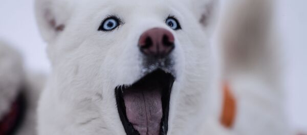 Husky - Sputnik Brasil