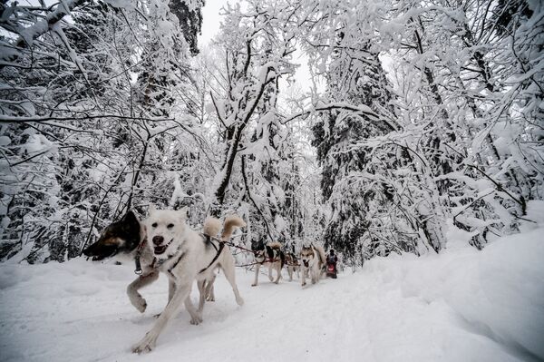 Na Terra do Sampo: Corrida de Cães de Trenó através da Rússia - Sputnik Brasil