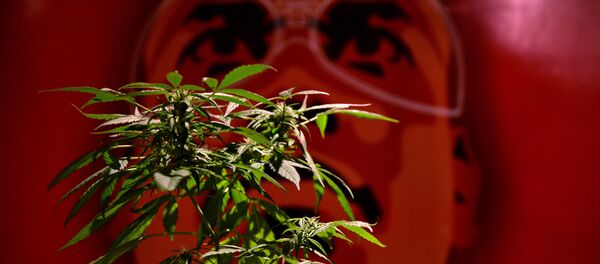 A Colômbia também autorizou o uso medicinal da maconha. Na foto: uma loja que vende maconha para fins medicinais em Bogotá - Sputnik Brasil