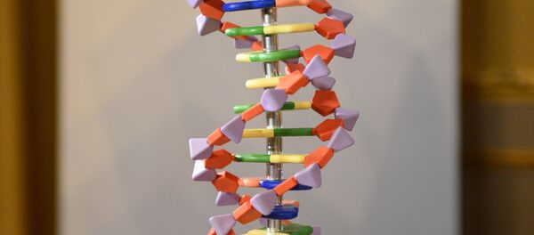 Modelo da estrutura de um ADN humano - Sputnik Brasil