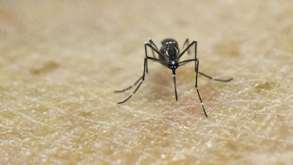 Aedes Aegypti, portador do vírus da Zika (foto de arquivo) - Sputnik Brasil