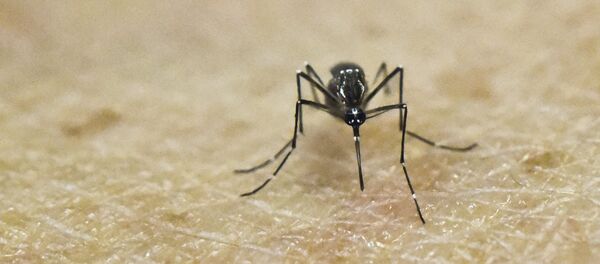 Aedes Aegypti, portador do vírus da Zika - Sputnik Brasil