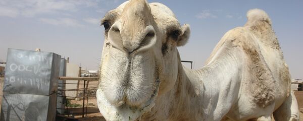 Camelo Camelo - Sputnik Brasil
